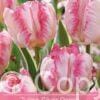 Tulipa Silver Parrot