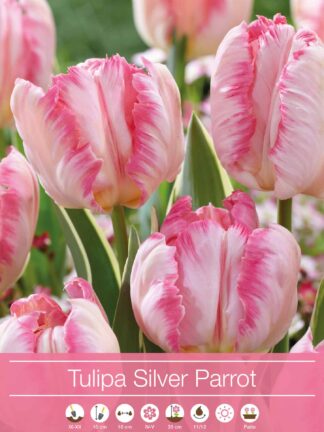 Tulipa Silver Parrot