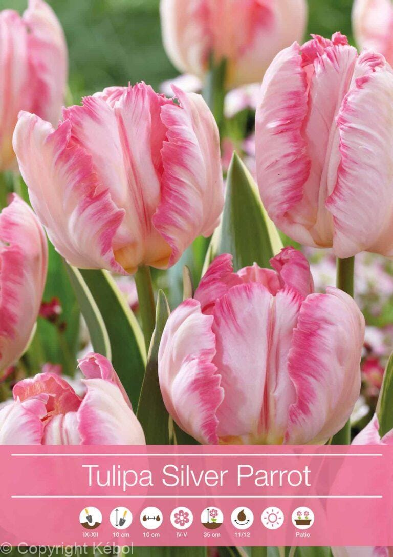 Tulipa Silver Parrot