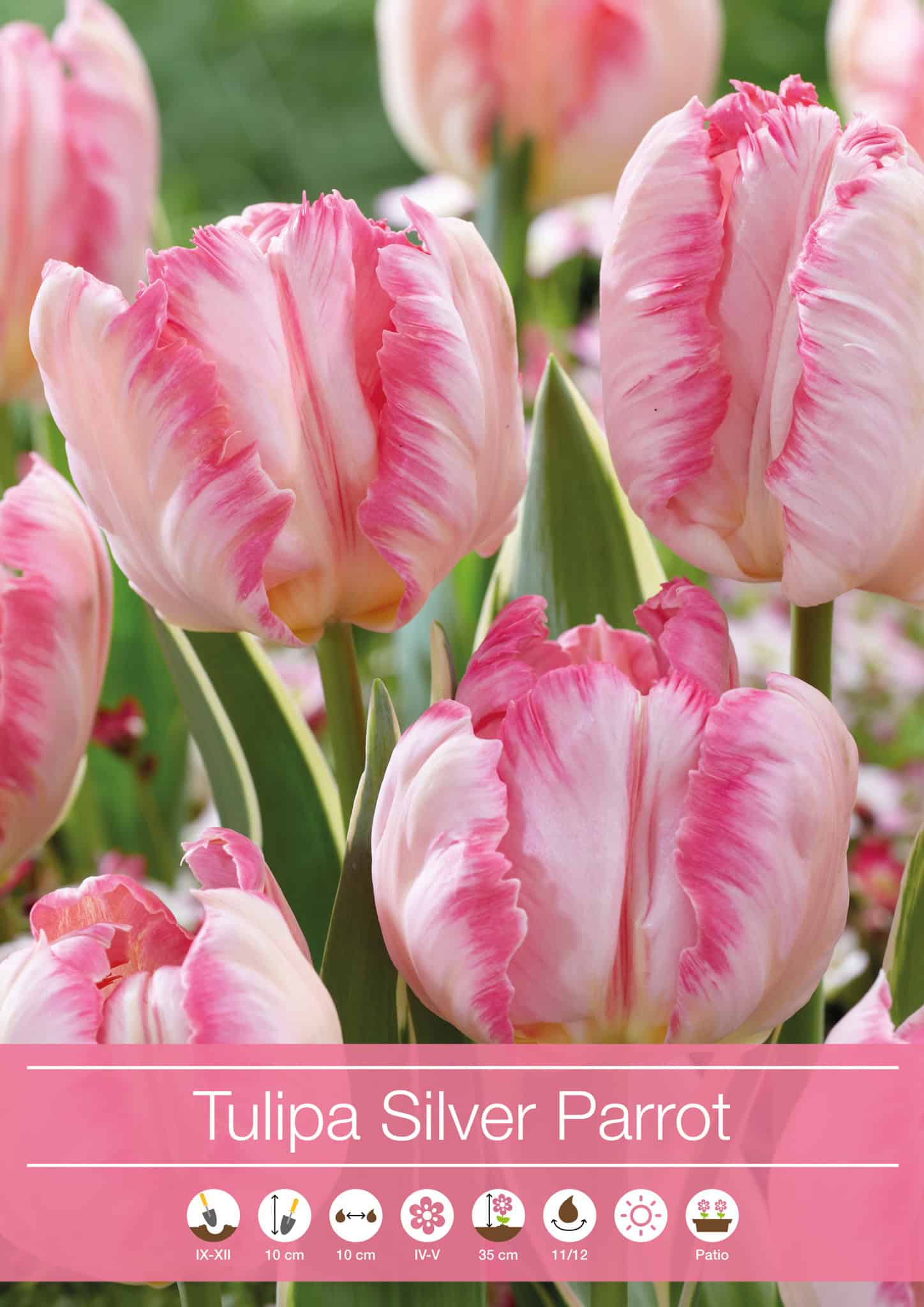 Tulipa Silver Parrot