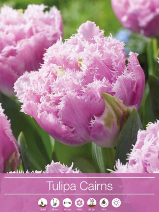 Tulipa Cairns