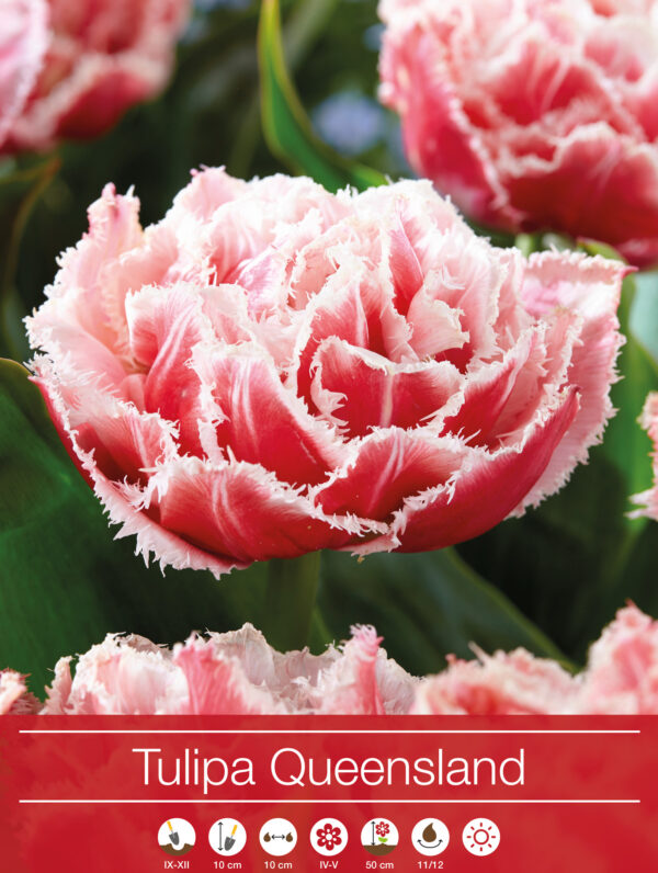 tulipa Queensland