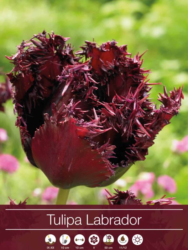 tulipa Labrador