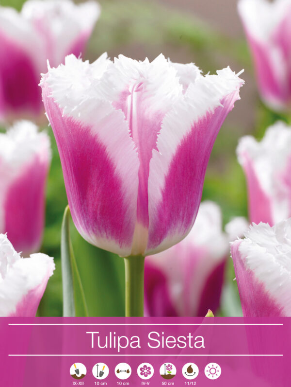tulipa Siesta