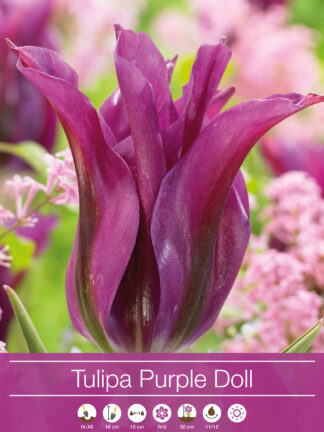 tulipa Purple Doll