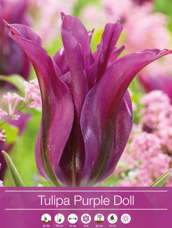 tulipa Purple Doll