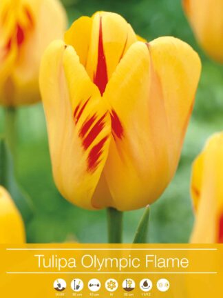 tulipa Olympic Flame