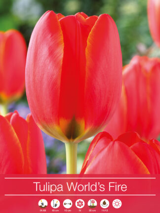 tulipa World's Fire