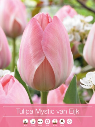 Tulipa Mystic van Eijk