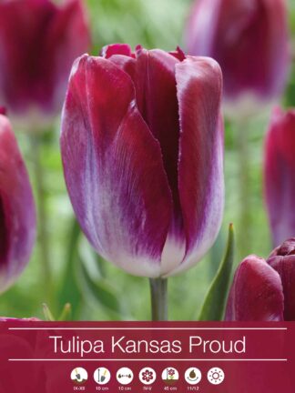 tulipa Kansas Proud