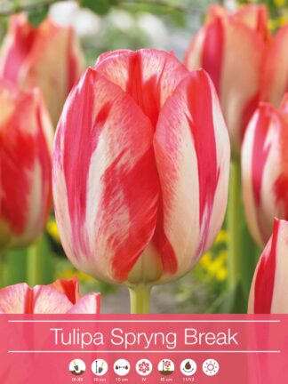 tulipa Spryng Break