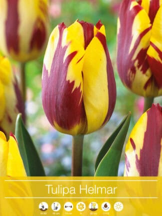 tulipa Helmar