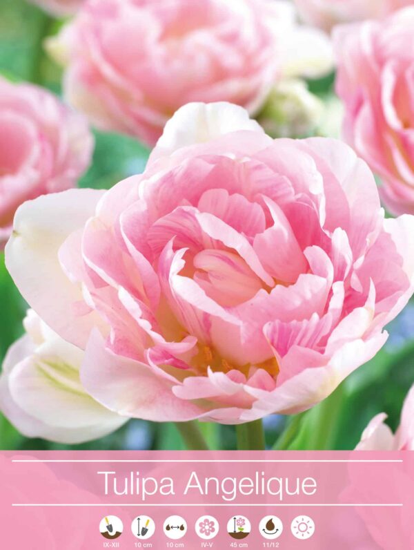 tulipa Angelique