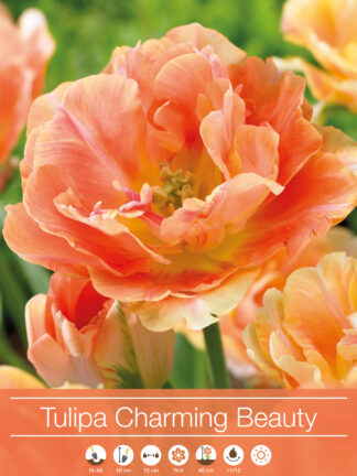 tulipa Charming Beauty