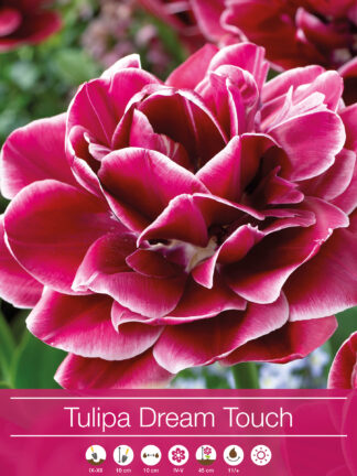 tulipa Dream Touch