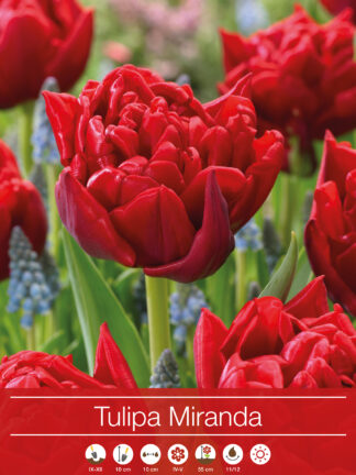 tulipa Miranda