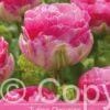 tulipa Pinksize