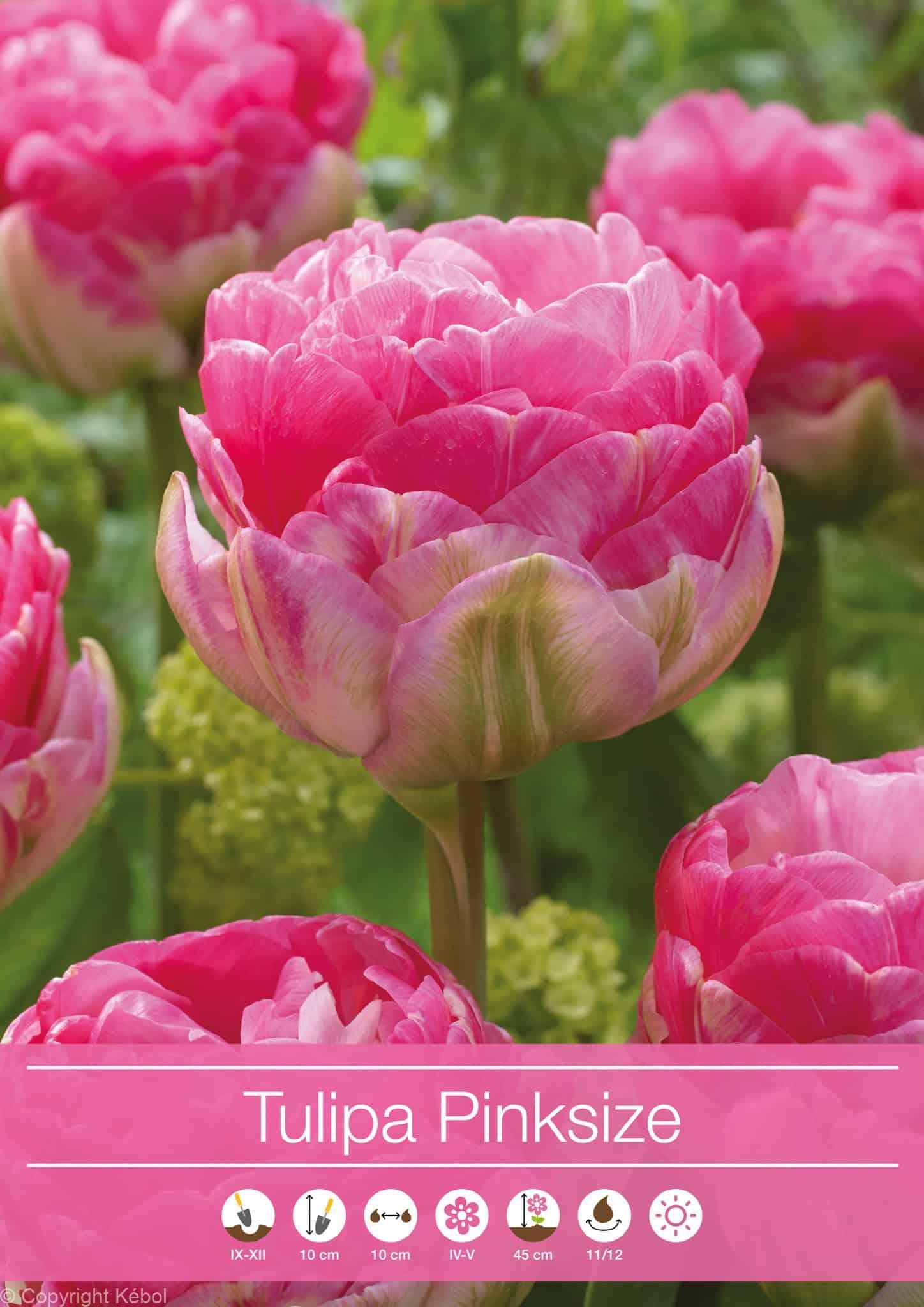 tulipa Pinksize