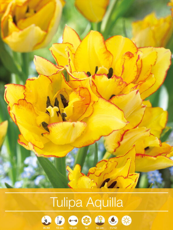 tulipa Aquilla