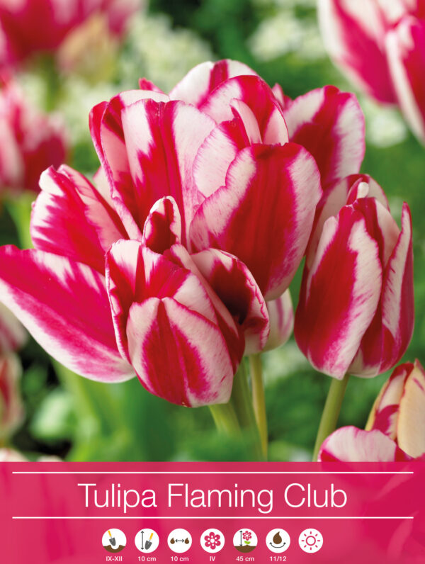 tulipa Flaming Club