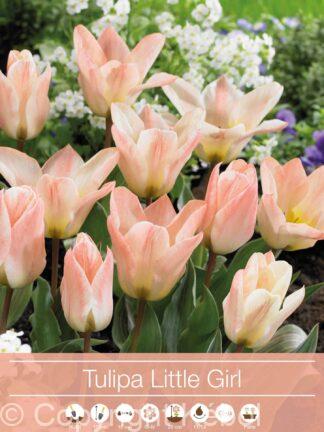 tulipa Little Girl