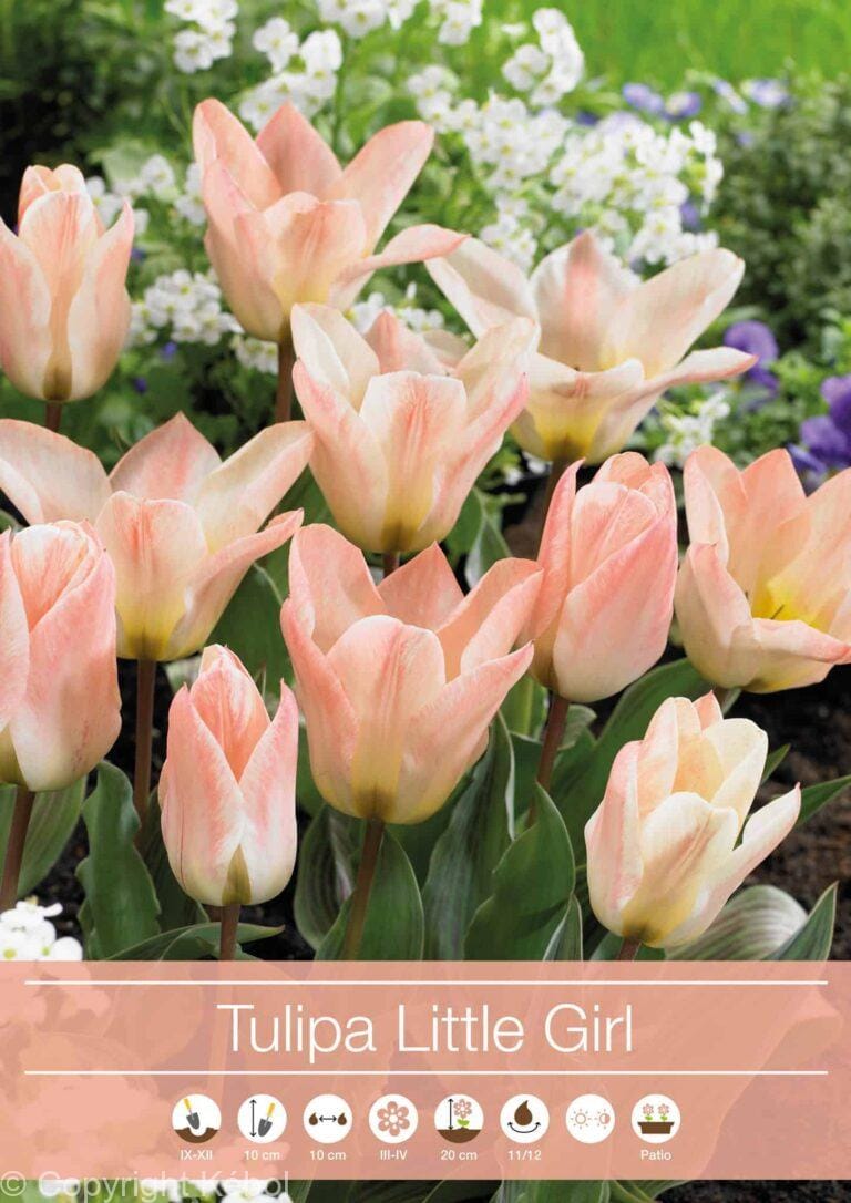 tulipa Little Girl