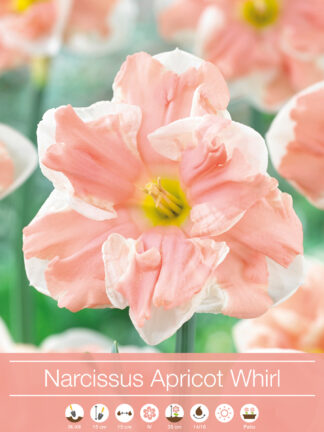 Narcissus Apricot Whirl
