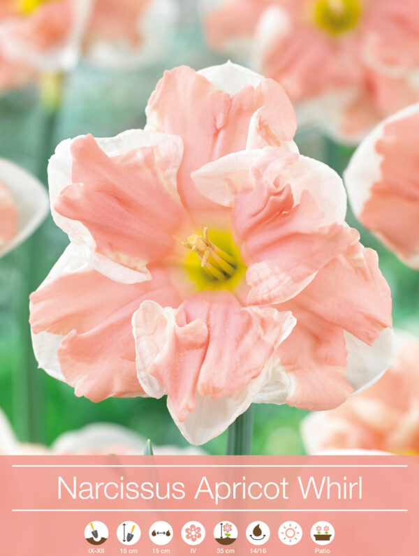 Narcissus Apricot Whirl