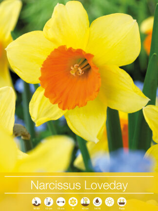 narcissus Loveday