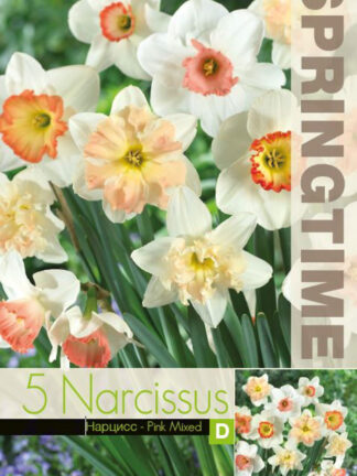 Narcissus pink Mixed