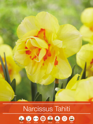 Narcissus Tahiti