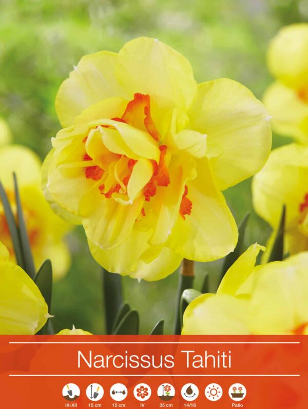 Narcissus Tahiti