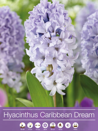 Hyacinthus Carribean Dream