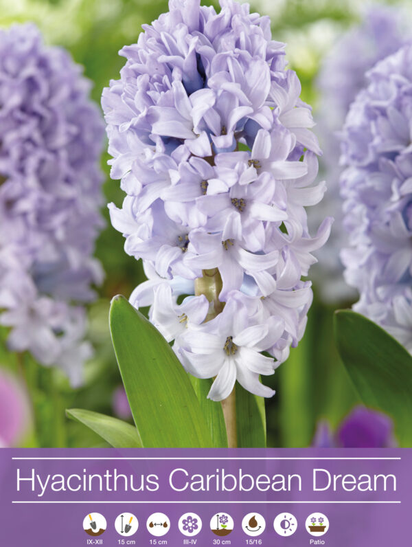 Hyacinthus Carribean Dream
