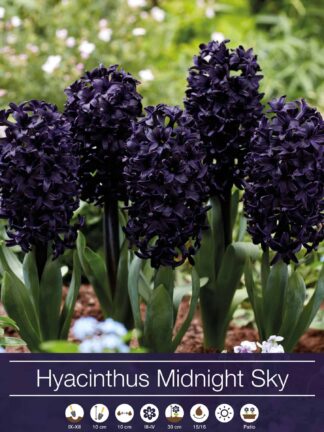 hyacinthus Midnight Sky