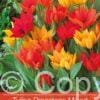 Tulipa Praestans Mixed