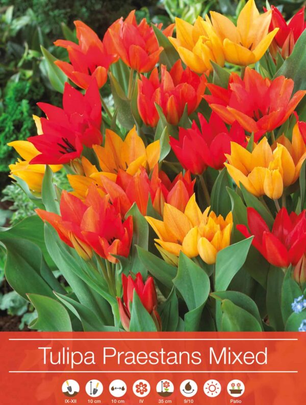 Tulipa Praestans Mixed