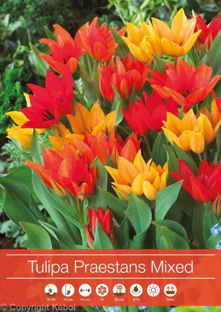 Tulipa Praestans Mixed