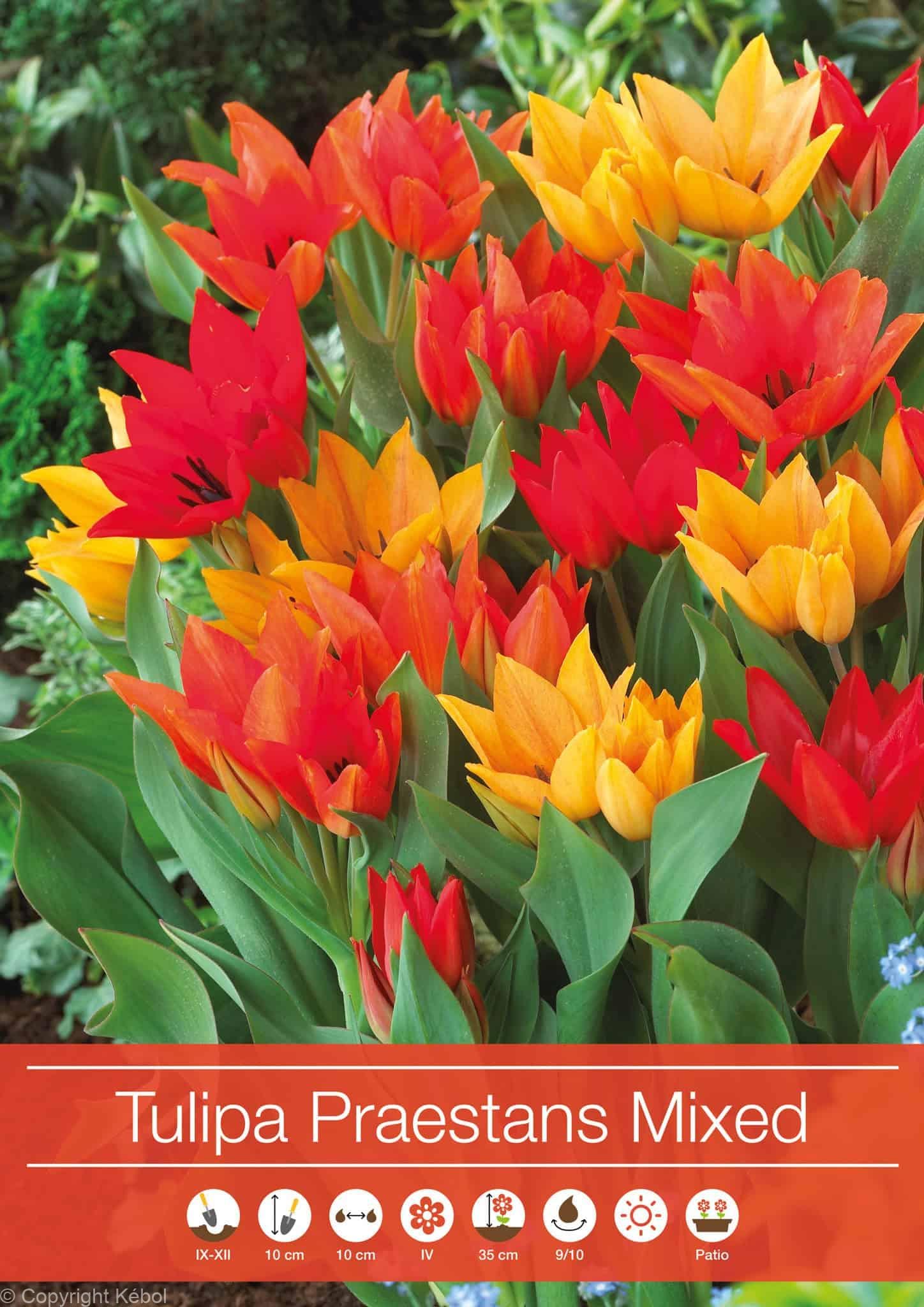 Tulipa Praestans Mixed