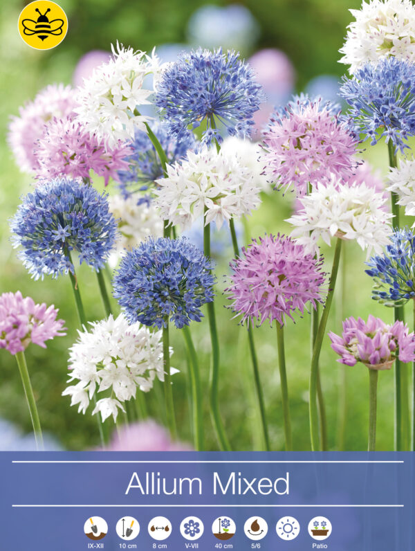 Allium Mixed