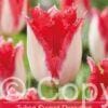 Tulipa Sweet Paradise