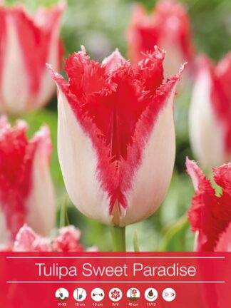 Tulipa Sweet Paradise