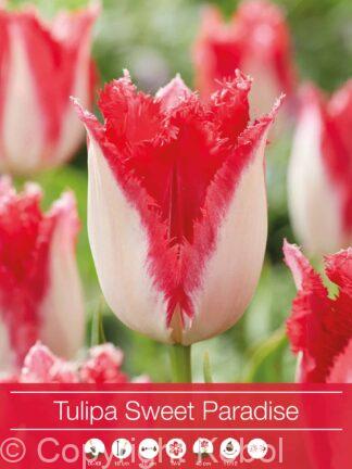 Tulipa Sweet Paradise