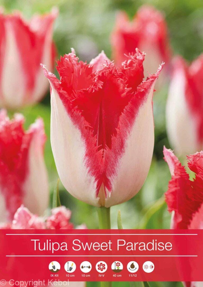 Tulipa Sweet Paradise