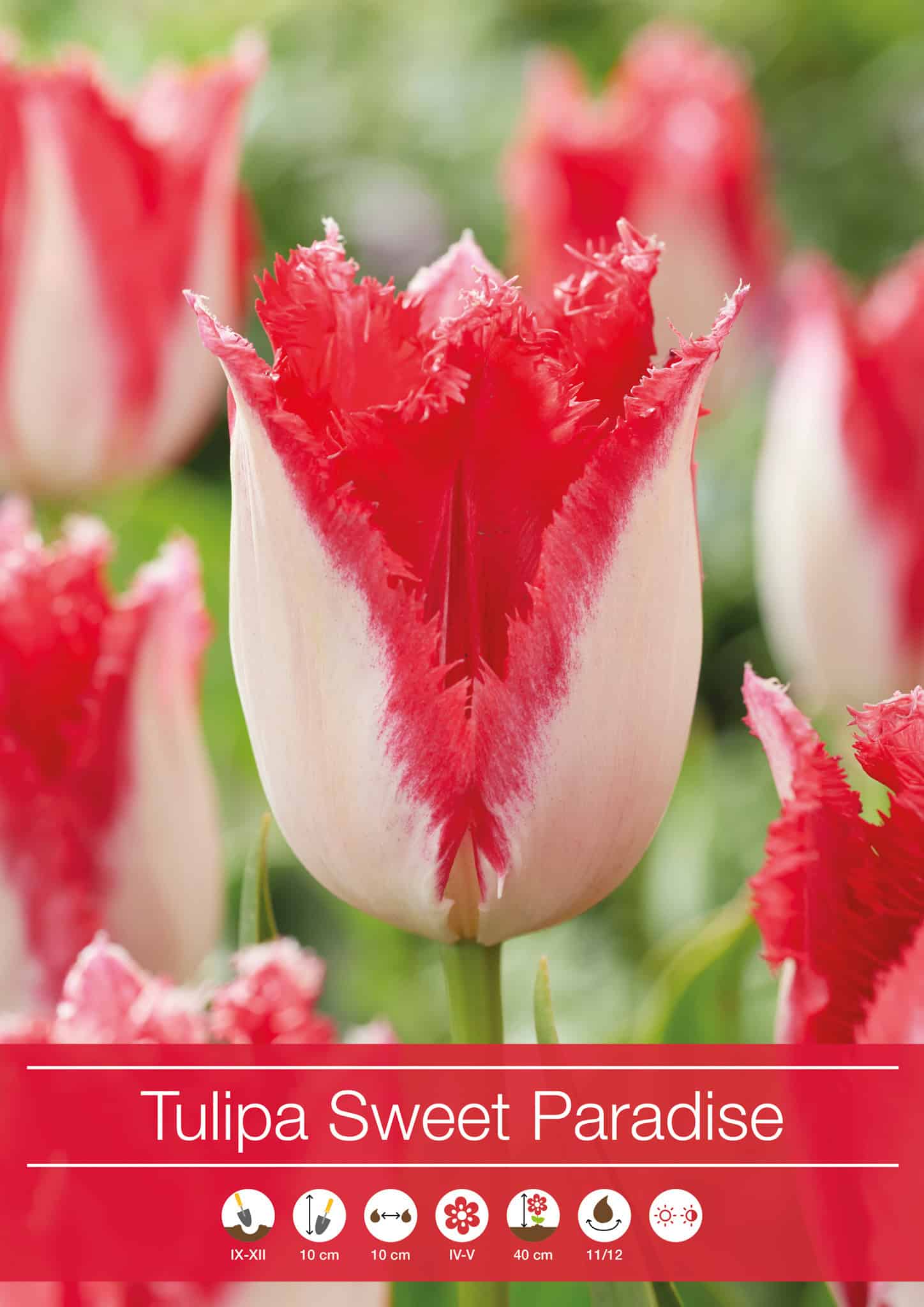 Tulipa Sweet Paradise