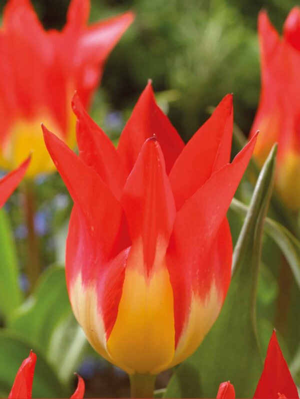 Tulipa Flames Mystery