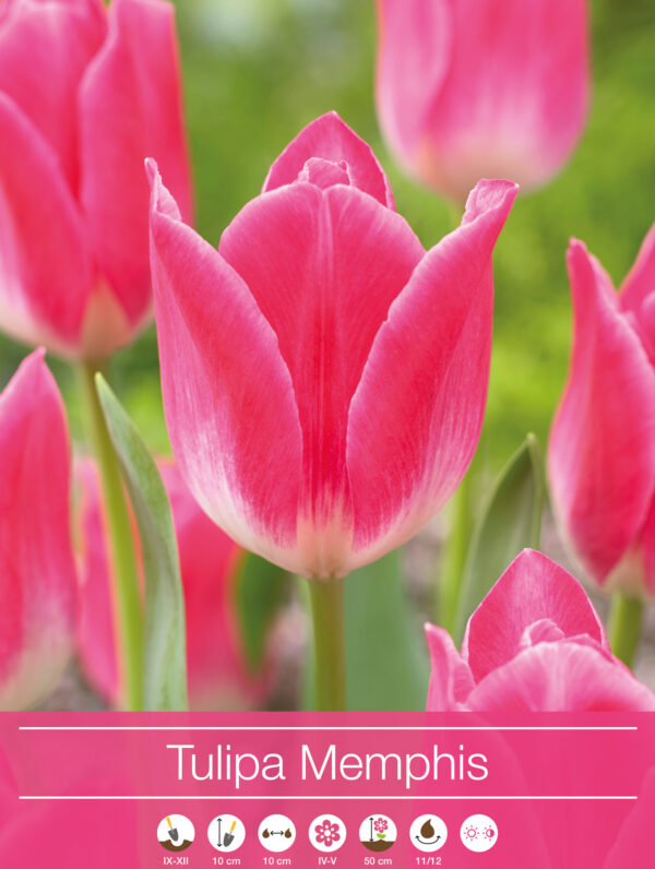 Tulipa Memphis