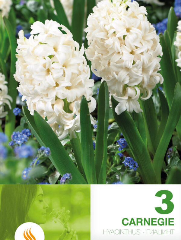 Hyacinthus Carnegie