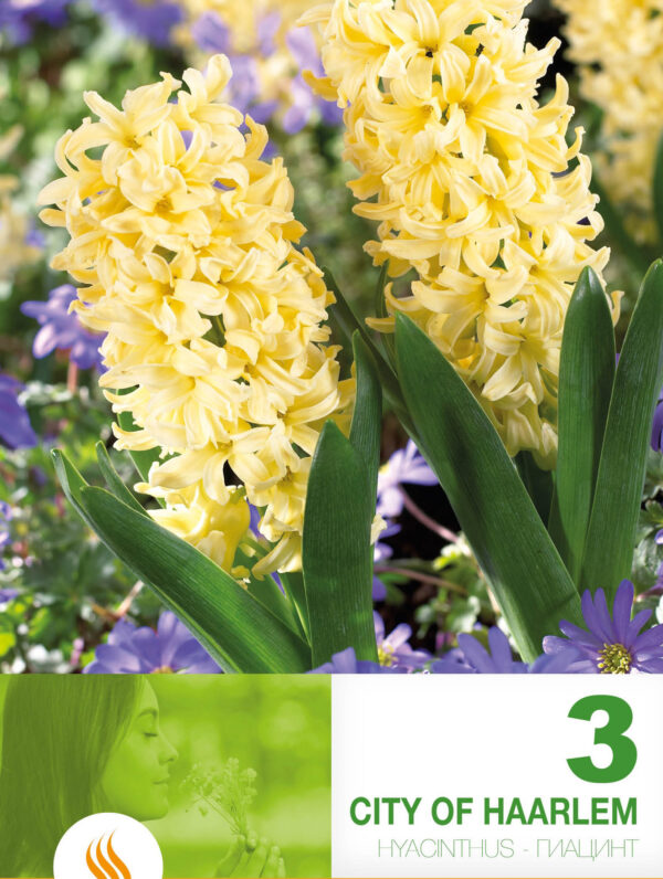 Hyacinthus City of Haarlem