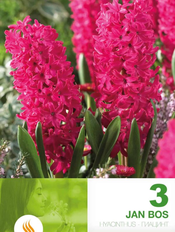 Hyacinthus Jan Bos